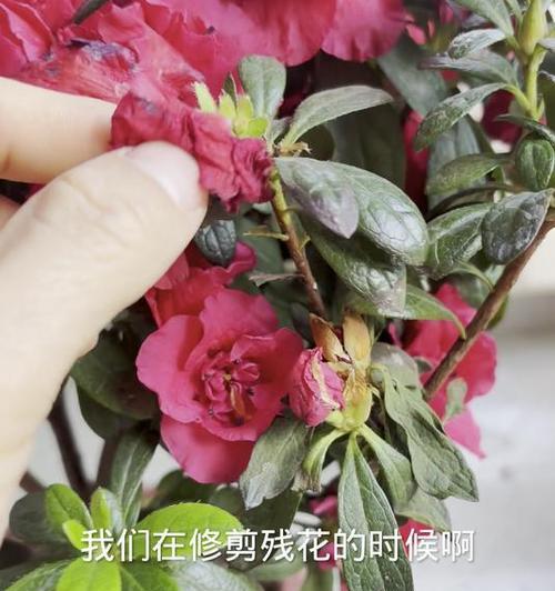 杜鹃花的剪枝技巧（什么时候剪枝最合适？）