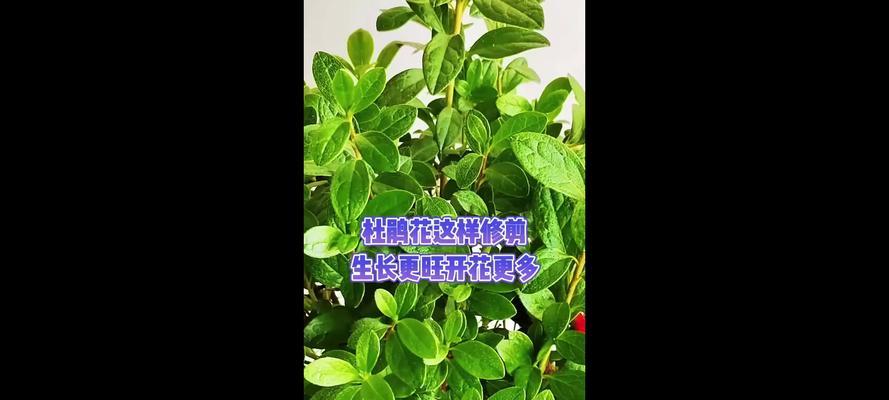 杜鹃花的剪枝技巧（什么时候剪枝最合适？）