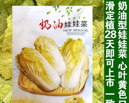 娃娃菜和白菜，到底是同一种菜吗？（揭开娃娃菜和白菜的区别，了解它们的特点和用途）