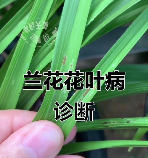 如何防治兰花病害？（兰花叶斑病的症状与预防方法）