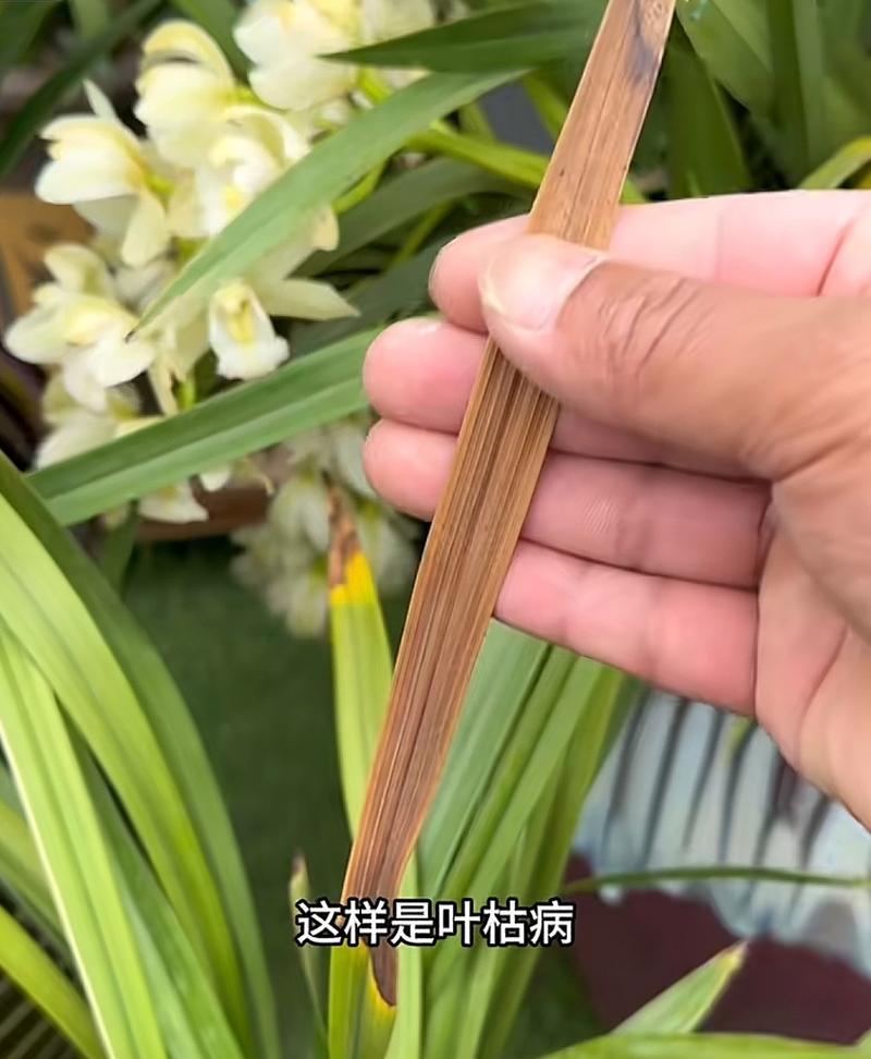 如何防治兰花病害？（兰花叶斑病的症状与预防方法）