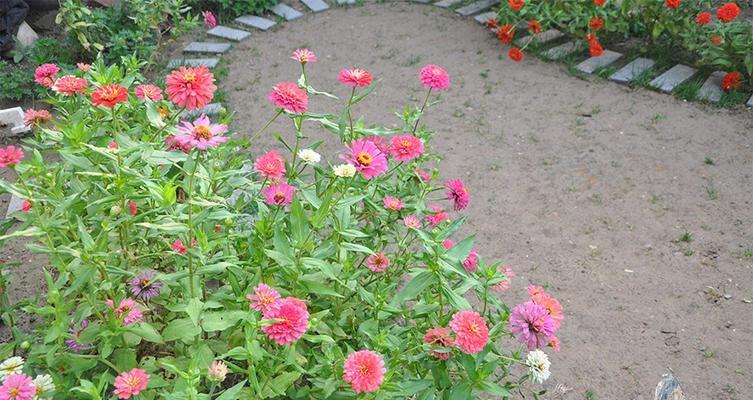 火烧土能否直接种花？答案揭秘（探究土壤改良的关键及花卉栽培技巧）