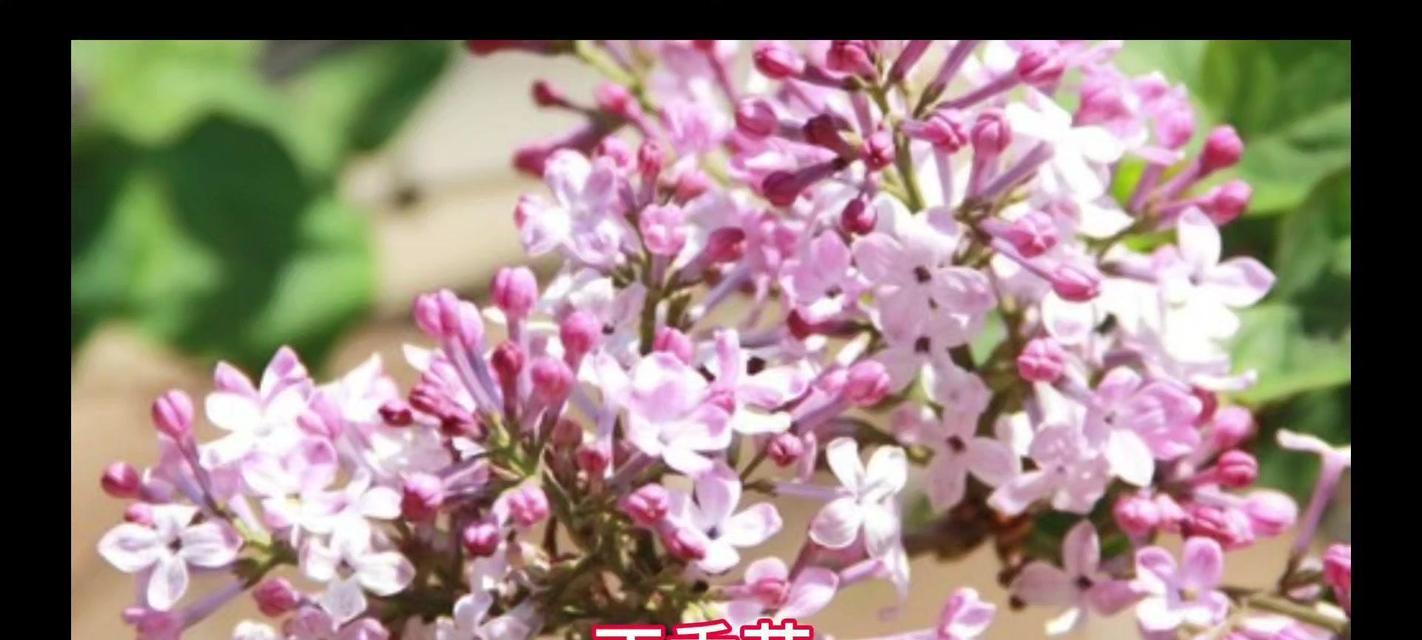 丁香花叶子卷曲的原因与处理方法（探究丁香花生长中的问题及解决方案）