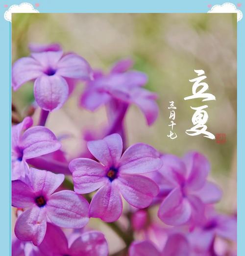 丁香花叶子卷曲的原因与处理方法（探究丁香花生长中的问题及解决方案）