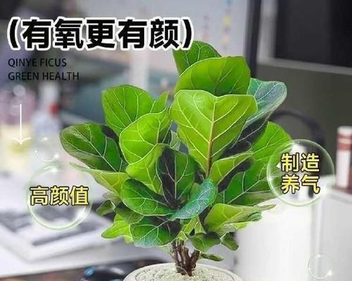 琴叶榕（优秀室内净化器的替代选择）