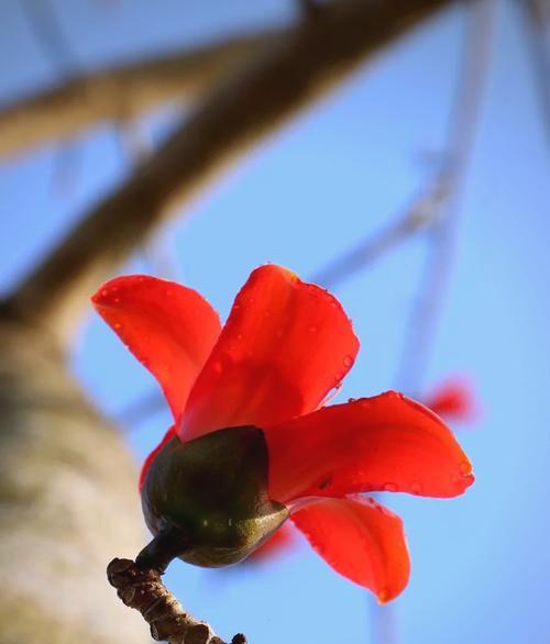 木棉树开花的奥秘（探究木棉树开花的时间、原因及影响）