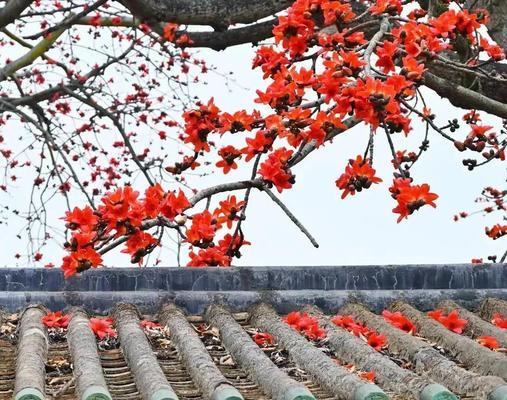 木棉树开花的奥秘（探究木棉树开花的时间、原因及影响）