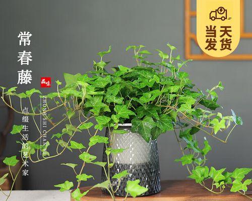 常春藤可水养吗？——揭秘水养常春藤的正确方法（水养常春藤，也可以茁壮成长！）