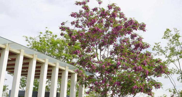 红花的种植条件与环境要求（打造适宜红花生长的环境，迎接灿烂的花海）