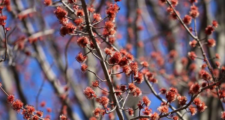 红花的种植条件与环境要求（打造适宜红花生长的环境，迎接灿烂的花海）