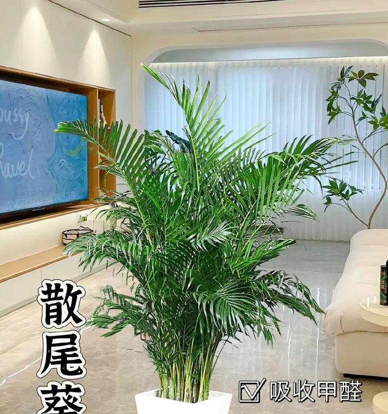 凤尾竹浇水的四季之道（春夏秋冬如何科学浇水，打造健康凤尾竹）