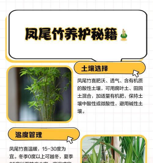 凤尾竹浇水的四季之道（春夏秋冬如何科学浇水，打造健康凤尾竹）