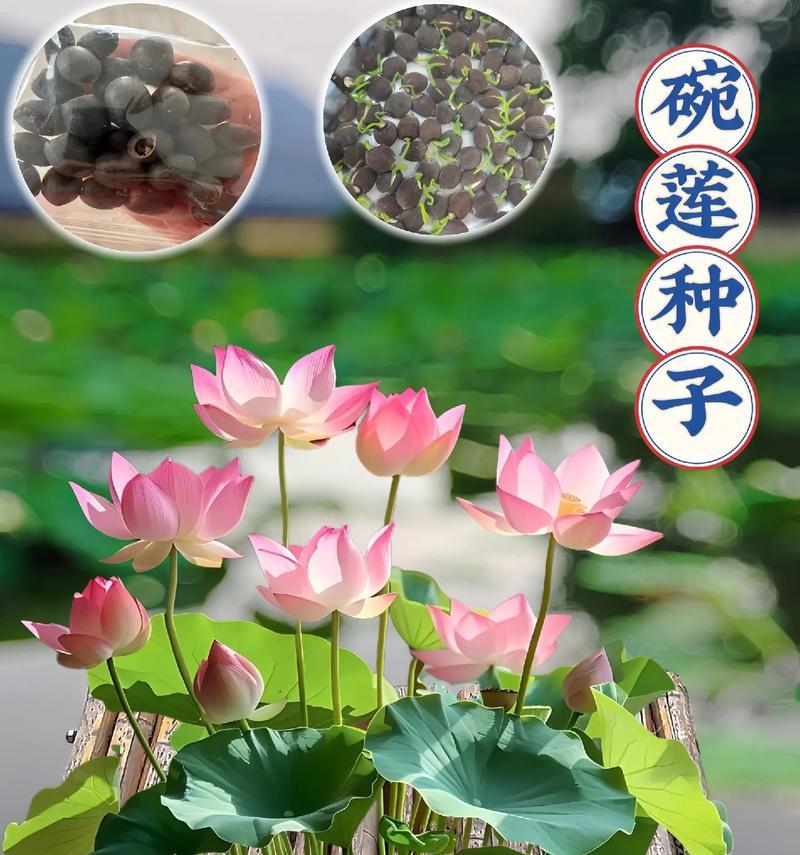 碗莲四季开花的真相（揭秘碗莲的生长周期和开花规律，为您解答四季开花之谜）