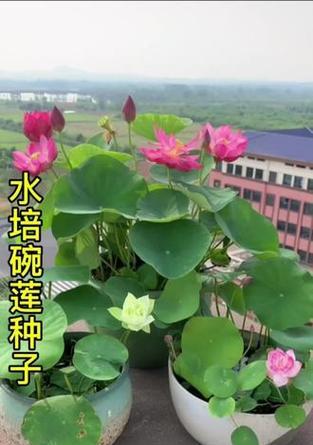 碗莲四季开花的真相（揭秘碗莲的生长周期和开花规律，为您解答四季开花之谜）