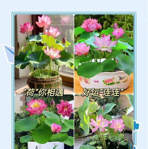 碗莲四季开花的真相（揭秘碗莲的生长周期和开花规律，为您解答四季开花之谜）
