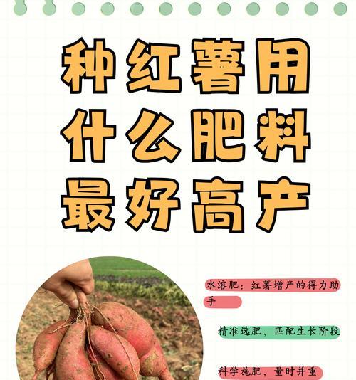 选择最优红薯品种，享受美味与健康（红薯品种对比，如何选购最佳品种）