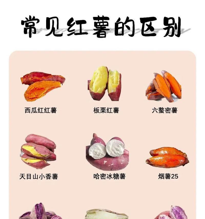 选择最优红薯品种，享受美味与健康（红薯品种对比，如何选购最佳品种）