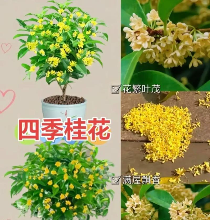 揭秘-那些年我们错过的“晒”花——桂花怕晒吗？（探究桂花对阳光的敏感程度与应对方法）