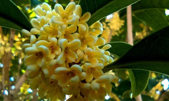 揭秘-那些年我们错过的“晒”花——桂花怕晒吗？（探究桂花对阳光的敏感程度与应对方法）
