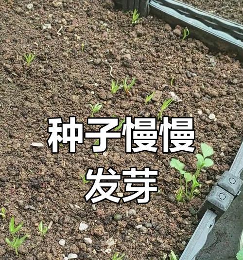 如何正确保存空心菜种子（从采摘到储存，细致呵护空心菜种子）