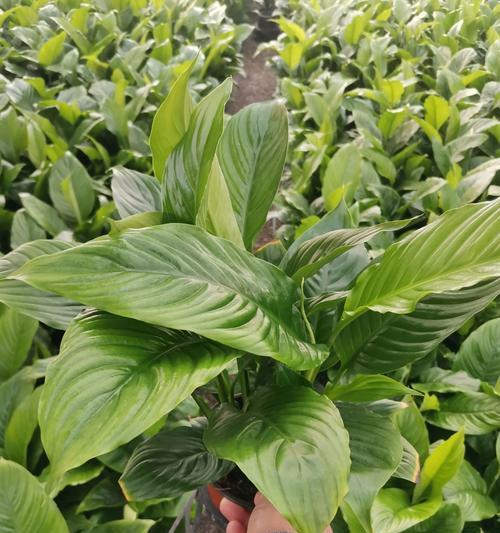 白掌的种植方式——大盆还是小盆？（白掌种植中该如何选择大小盆，这里给出详细建议！）