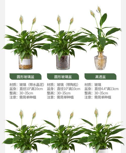 白掌的种植方式——大盆还是小盆？（白掌种植中该如何选择大小盆，这里给出详细建议！）