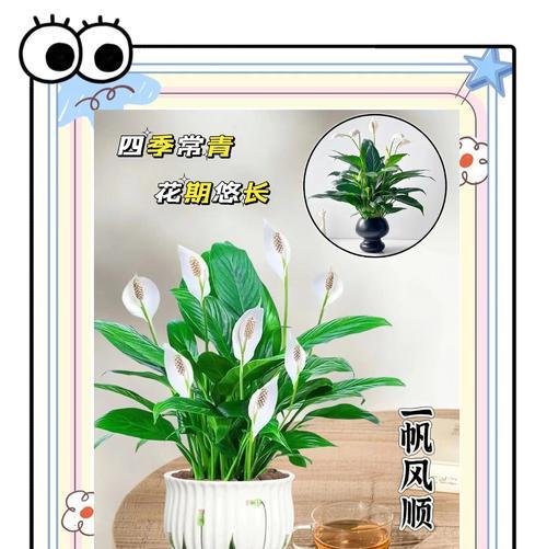 白掌的种植方式——大盆还是小盆？（白掌种植中该如何选择大小盆，这里给出详细建议！）