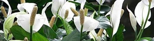 白鹤芋的种植与养护（让你的白鹤芋长得更健康美丽）