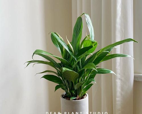 白鹤芋的种植与养护（让你的白鹤芋长得更健康美丽）