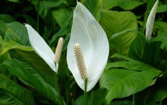 白鹤芋的种植与养护（让你的白鹤芋长得更健康美丽）