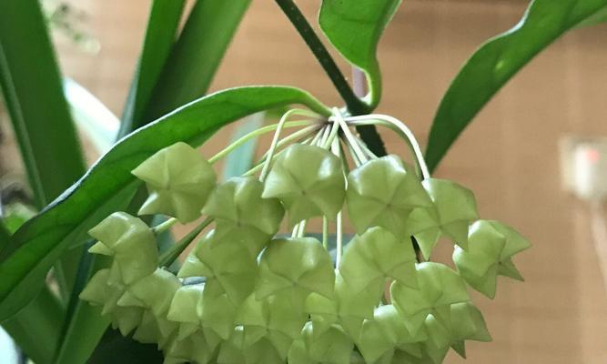 球兰戴维德勤花的种植与养护（掌握“四个秘诀”，打造花园中最美的球兰戴维德勤花）