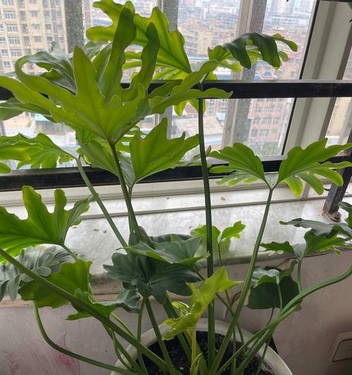 为你的窗边增添生机，助你宜居生活（为你的窗边增添生机，助你宜居生活）