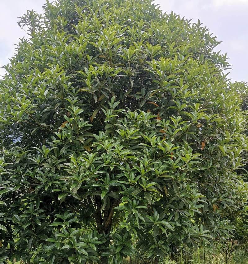 丹桂开花时间及成长周期（了解丹桂花的开花时间和种植技巧，让你更好地欣赏美丽的丹桂花）