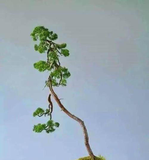 盆景养护技巧详解（每天浇水，让您的盆景常青）