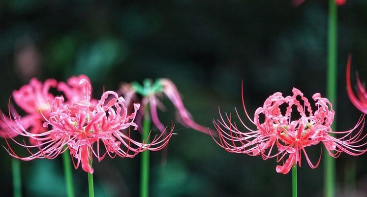 探寻彼岸花的生长之地（花香四溢的神秘之地在何方？）