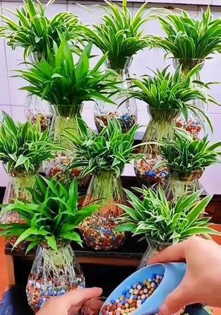 水培小吊兰的养护技巧（打造旺盛的小吊兰，从这些方法开始）