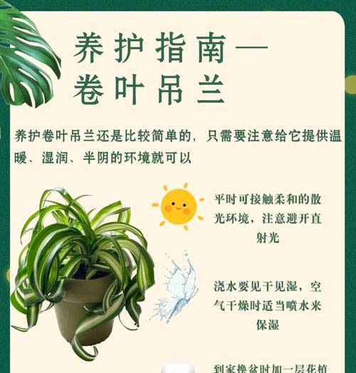 水培小吊兰的养护技巧（打造旺盛的小吊兰，从这些方法开始）
