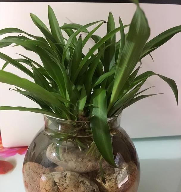 水培小吊兰的养护技巧（打造旺盛的小吊兰，从这些方法开始）