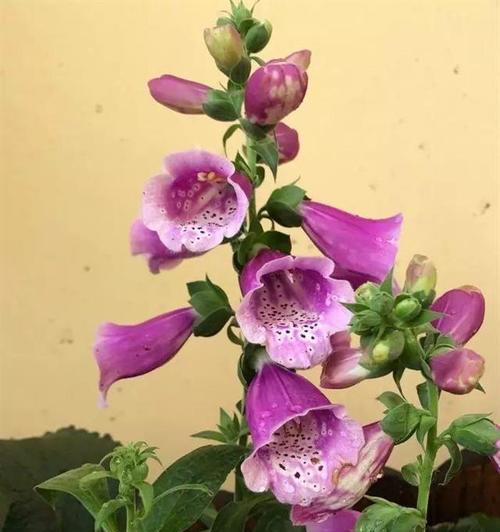 四季果有毒吗？室内养护注意事项详解（了解四季果的毒性和适宜环境，让你成为优秀的四季果养护者。）