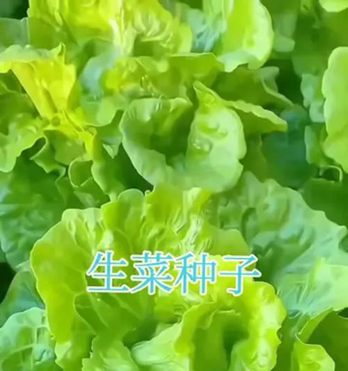 甜菜的种植技术与最佳种植时间（掌握甜菜的种植要领，提高收成效率）