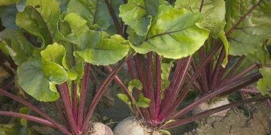 甜菜的种植技术与最佳种植时间（掌握甜菜的种植要领，提高收成效率）