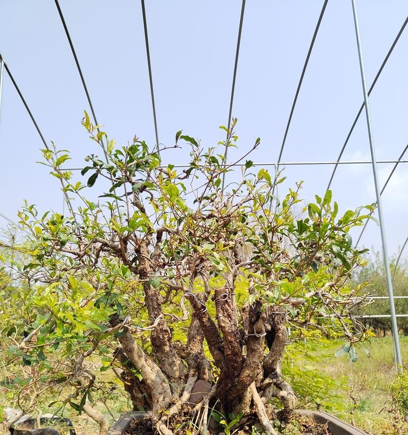 下山黄荆桩的盆栽与养护方法（掌握黄荆桩的生长要点，栽种、管理、修剪都不再难）