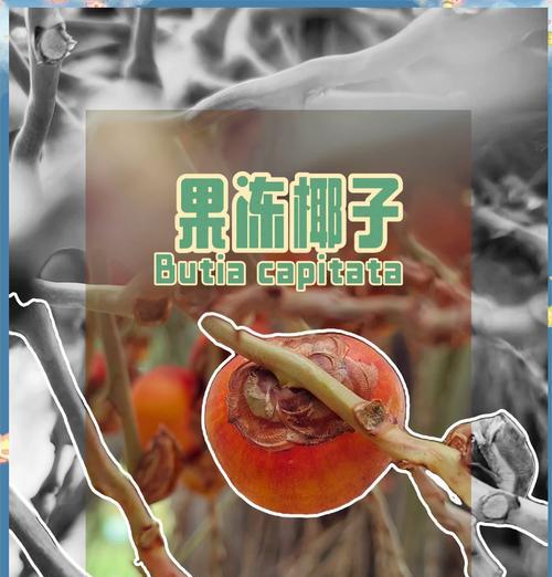 探究椰子的神秘原乡（从历史、地理、生态视角看椰子的起源和演变）