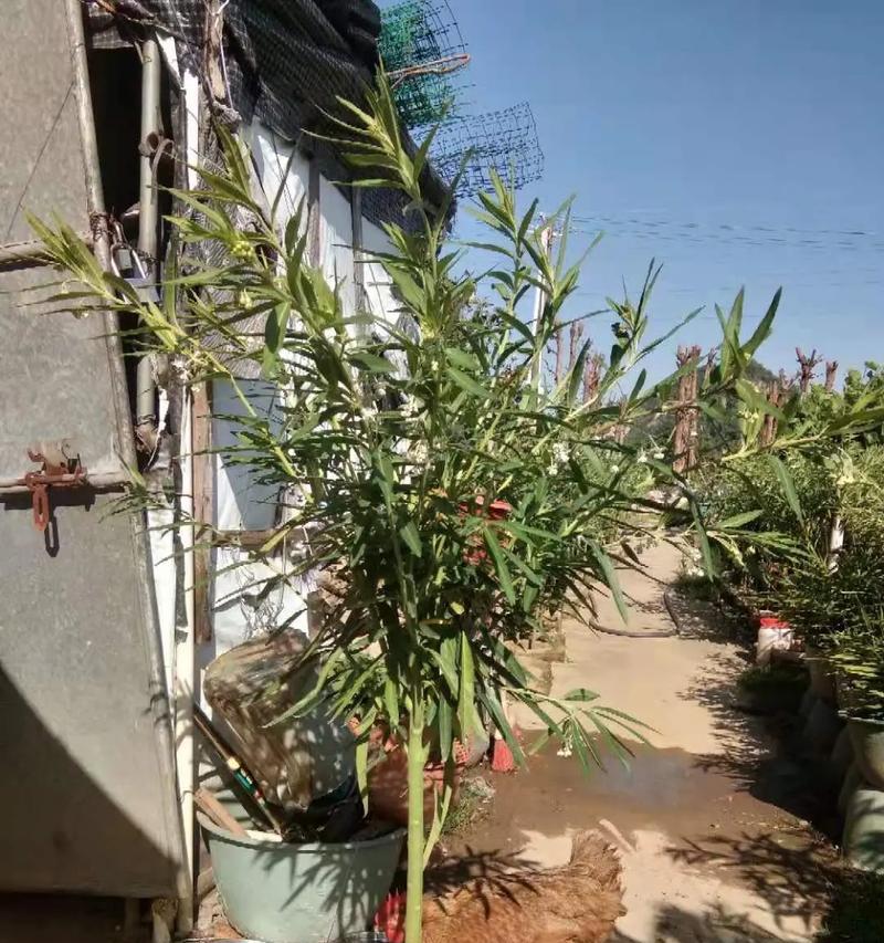 探秘神奇的泡泡树（从特点到种类，一起了解泡泡树的奥秘）