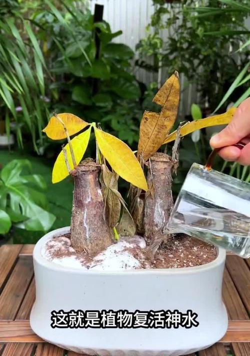 发财树的换土与换盆方法（时间、步骤、技巧一网打尽）