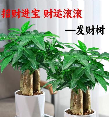 发财树的换土与换盆方法（时间、步骤、技巧一网打尽）