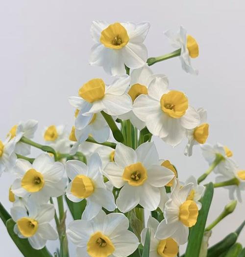 水仙花开花季节与花期详解（水仙花的生长环境与特点、开花季节与花期、栽培技巧与注意事项）