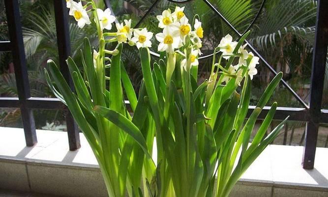 水仙花开花季节与花期详解（水仙花的生长环境与特点、开花季节与花期、栽培技巧与注意事项）