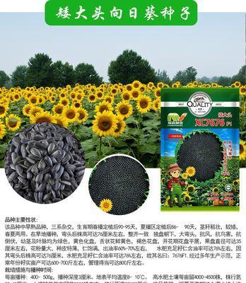 向日葵的浇水方法（春夏秋冬浇水间隔不同，科学养护向日葵）