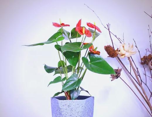 火鹤的阳光之爱（探寻火鹤喜不喜欢阳光的原因）